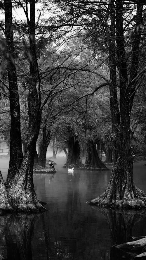 Imagine de stoc gratuită din alb-negru, apă, arbori