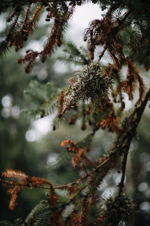 Conifer Trees in Close-up Photography