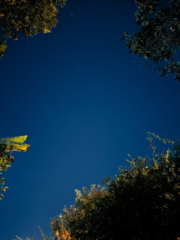 Green Leaves Of Trees Under Blue Sky During Nighttime