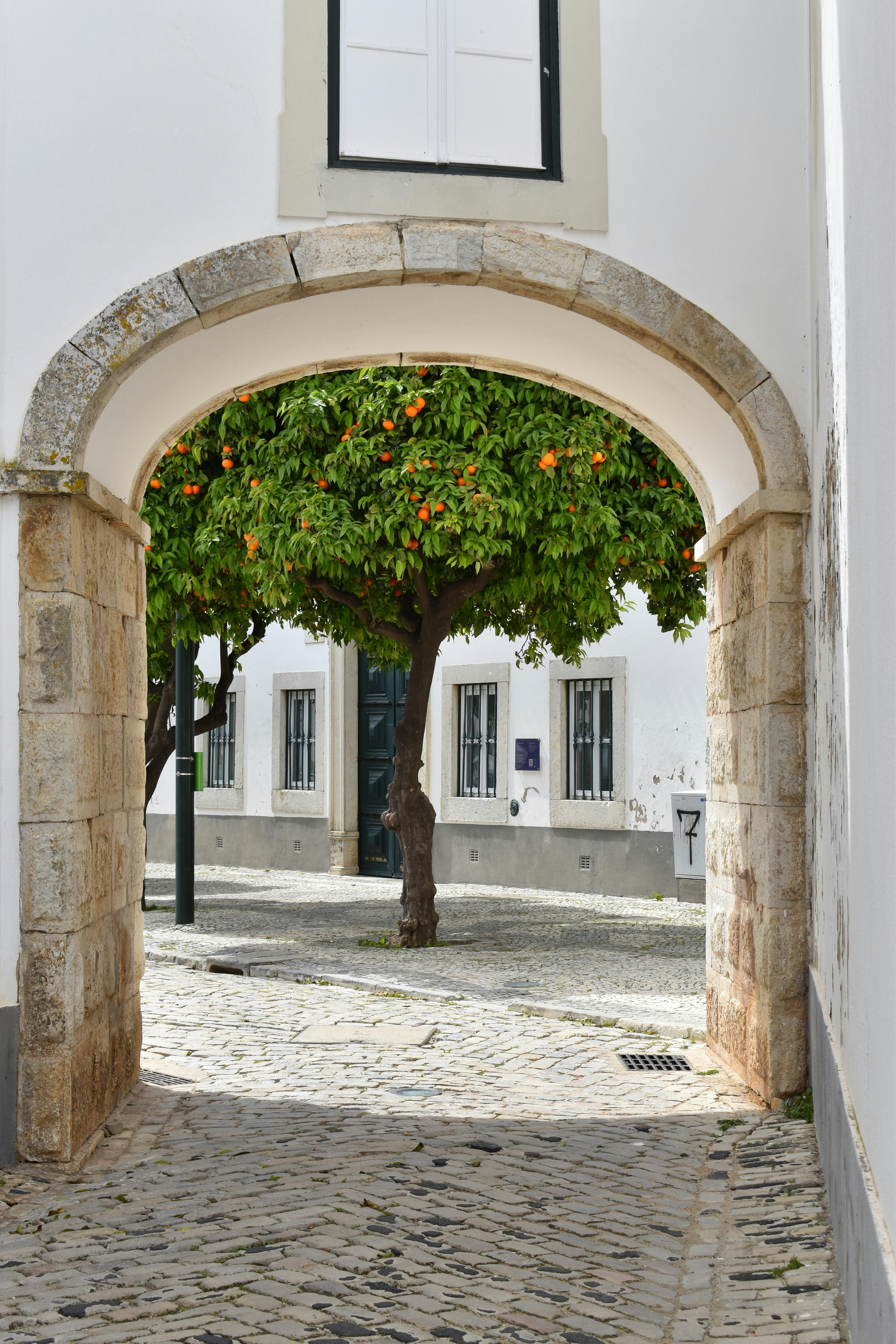 A picturesque cobblestone street with a stone arch framing a lush orange tree in a European town.