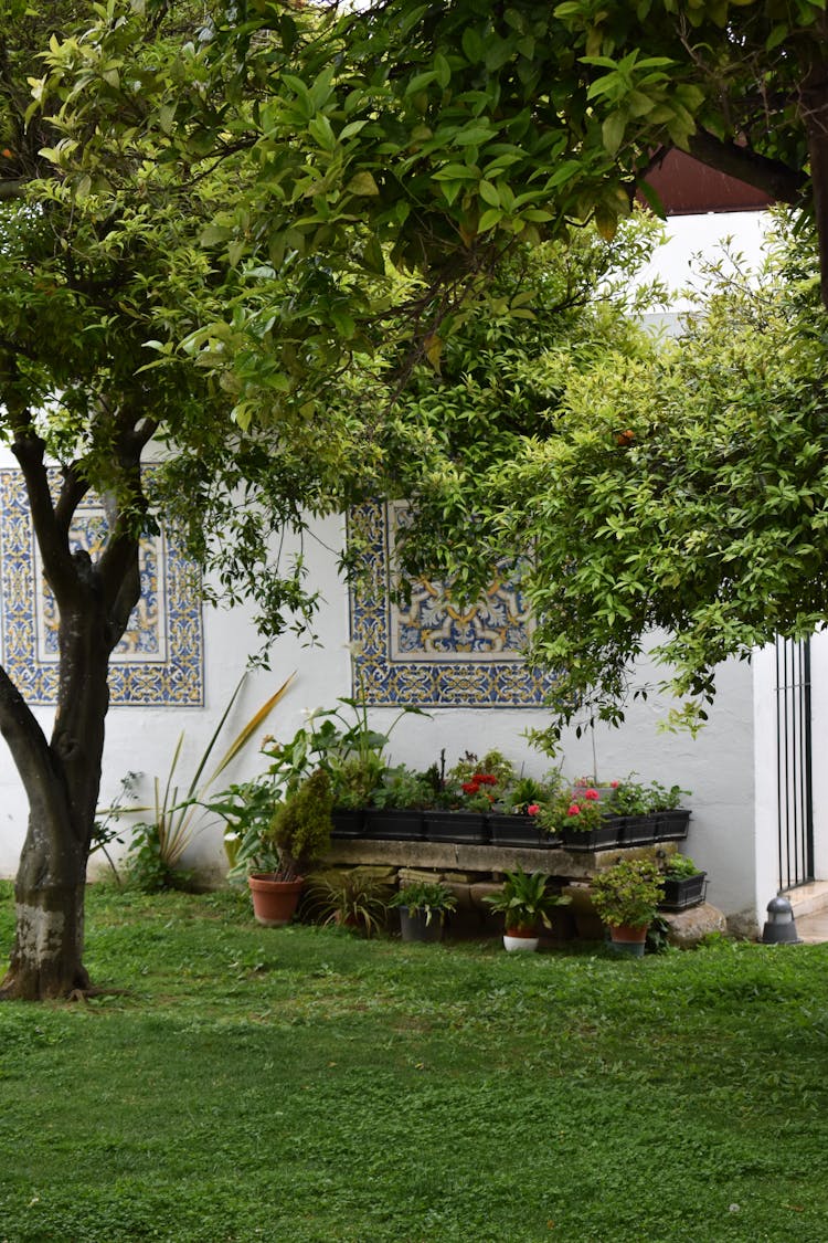 Trees And Plants In House Yard