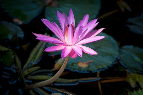 Close Up Photo of Purple Flower