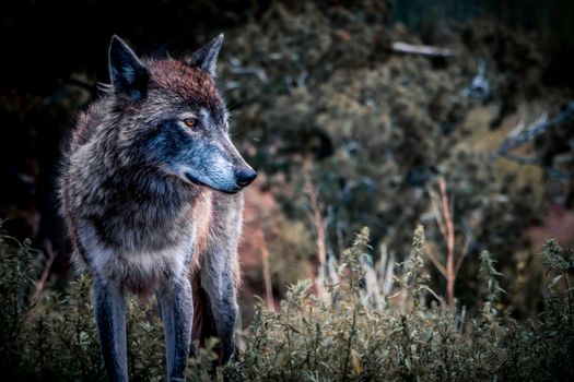 A majestic wolf stands alert in a forest clearing, showcasing its regal presence.