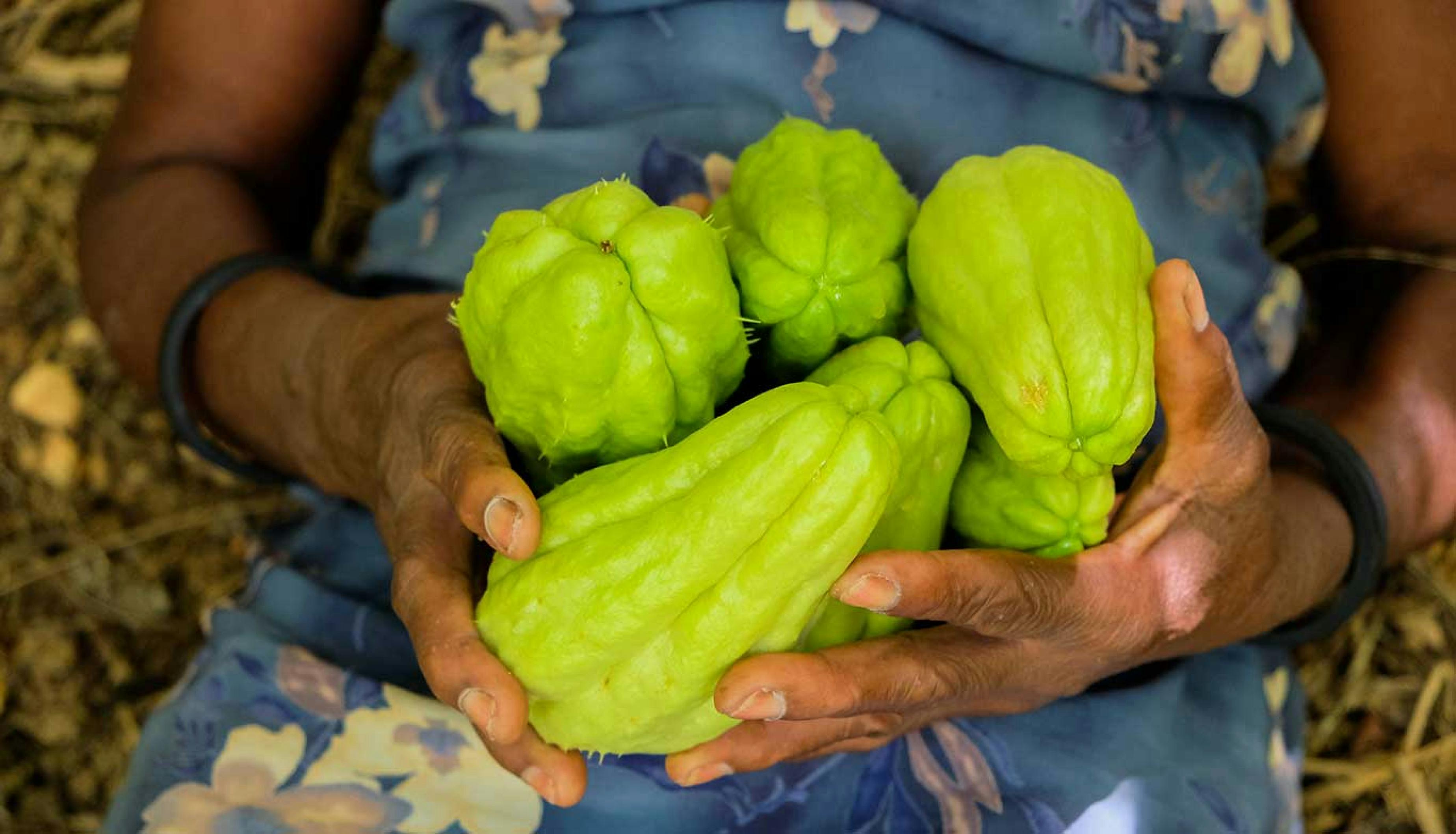 Chayote Shoots - Urban Goes Green Plant Guide