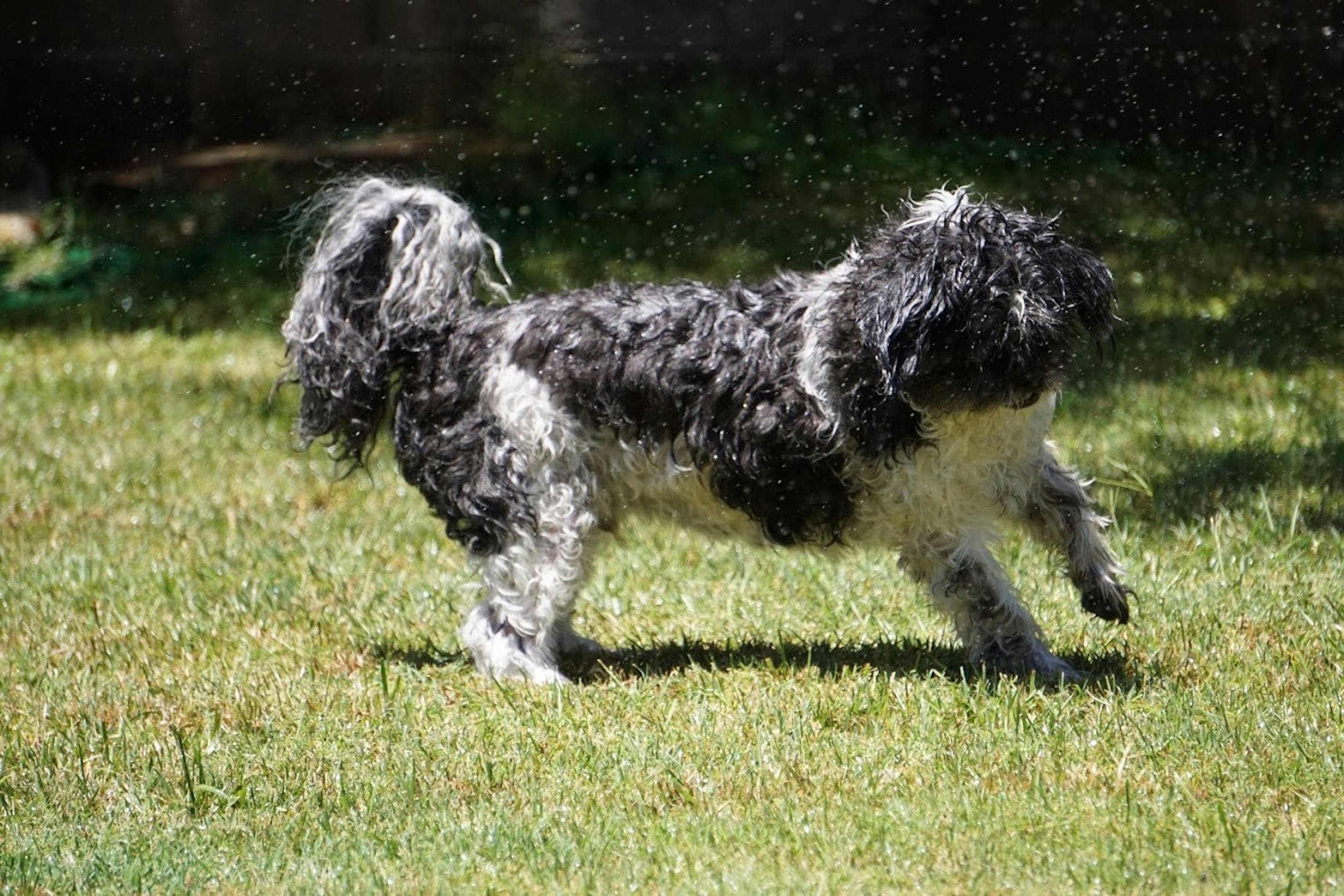 シーズー ぬれた犬 犬の無料の写真素材