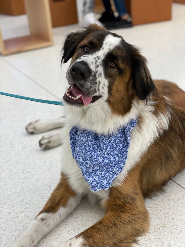 A large dog resting indoors wearing a printed cotton neck tie