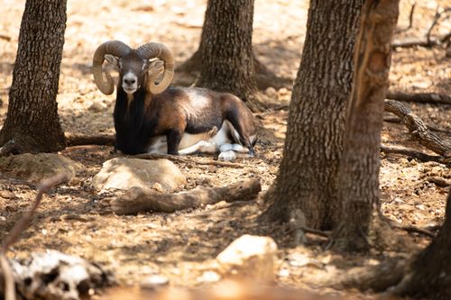 Free A majestic mouflon lies calmly in a dappled forest clearing, surrounded by sunlit trees. Stock Photo