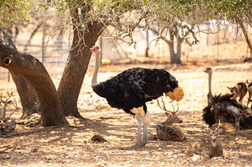 丘陵國家, 動物園, 大鳥 的 免費圖庫相片