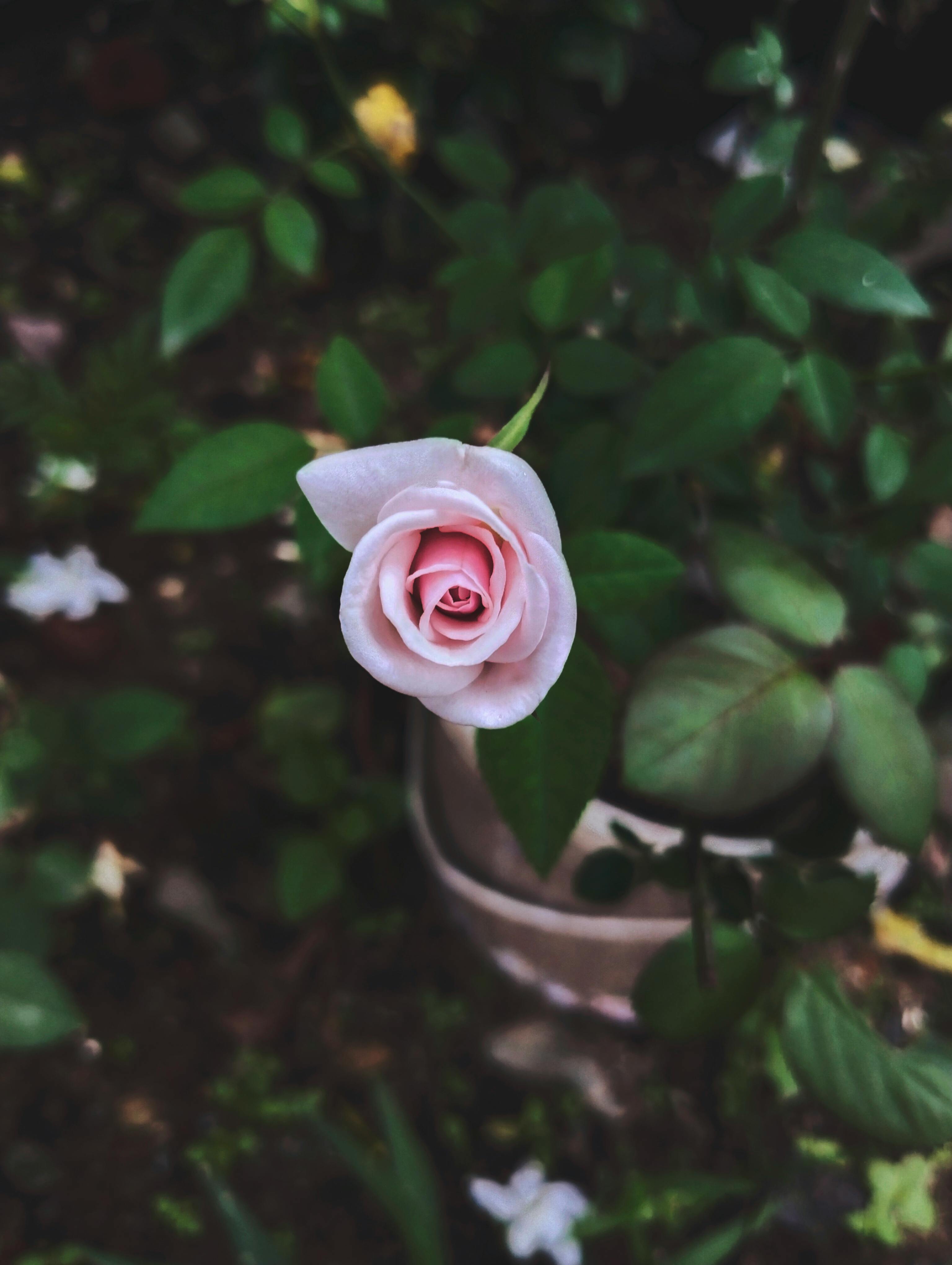 White Rose Against Black Background · Free Stock Photo