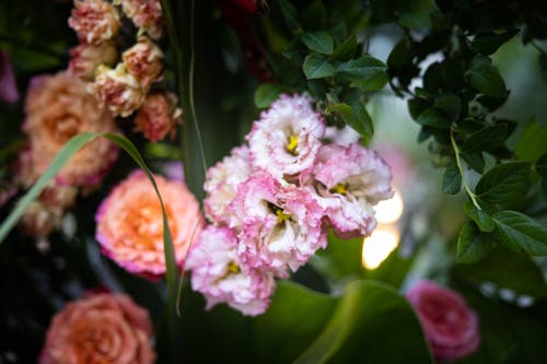 Gratis Fotos de stock gratuitas de de cerca, flora, floración Foto de stock