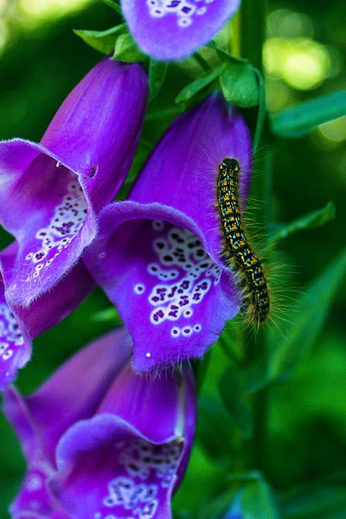 Purple Flower With a Caterpillar