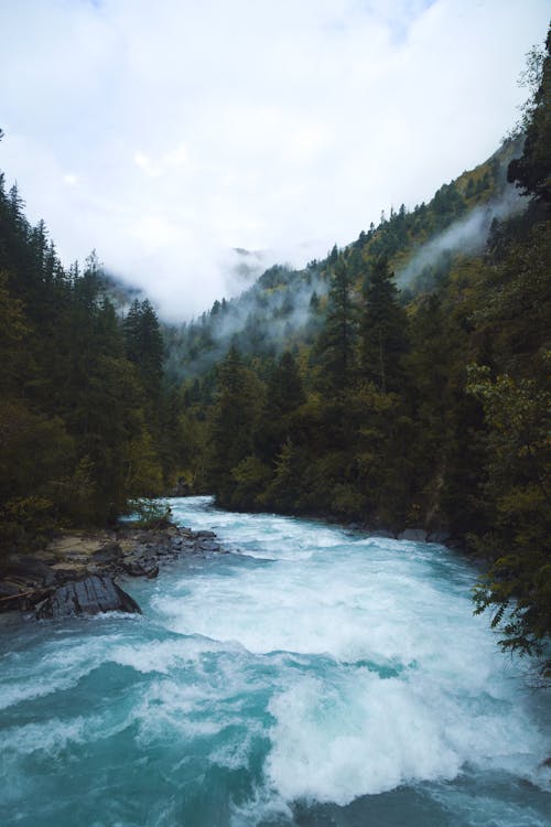 Free River in a Forest Stock Photo