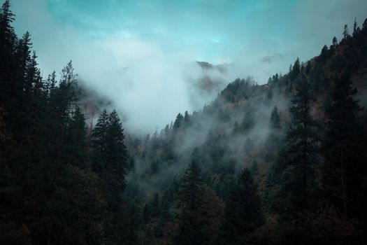 Serene misty forest in Nepal's mountains, capturing natural beauty and tranquility.
