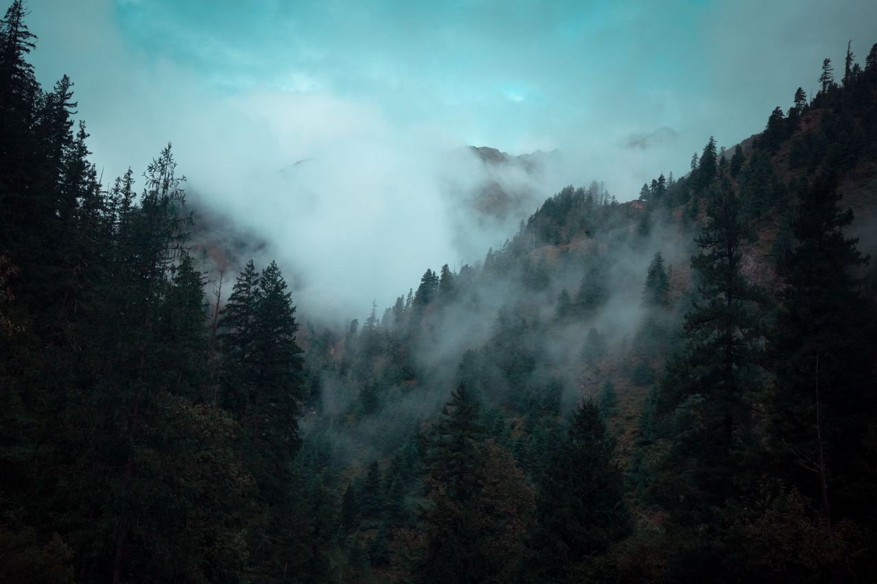 serene misty forest in nepal s mountains capturing natural beauty and