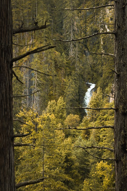免費 垂直拍攝, 天性, 森林 的 免費圖庫相片 圖庫相片