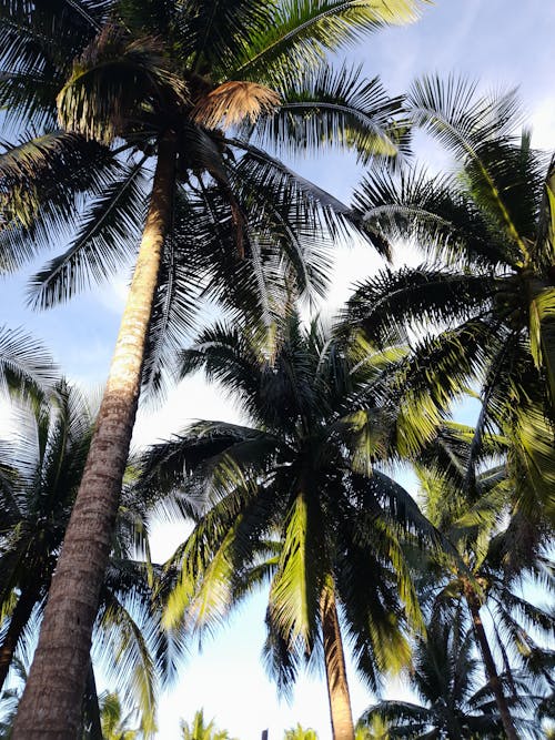 Low Angle Shot of Green Palm Trees