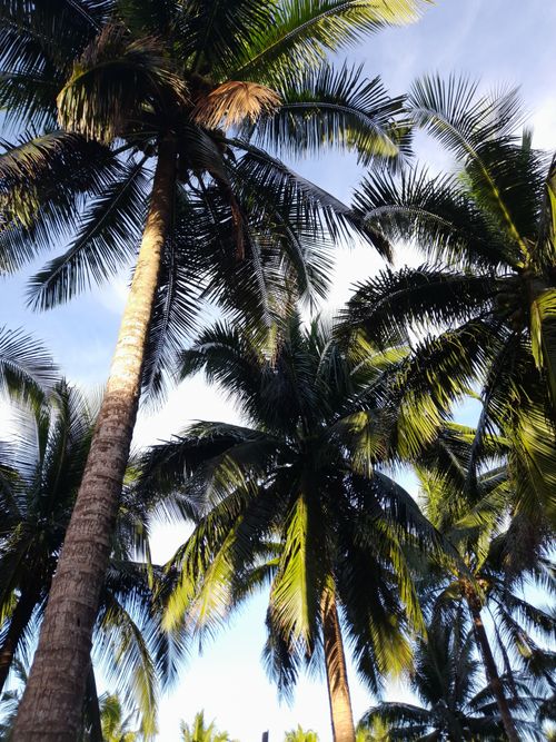 Free Elevated view of lush palm trees with sunlight filtering through the leaves against a bright blue sky. Stock Photo