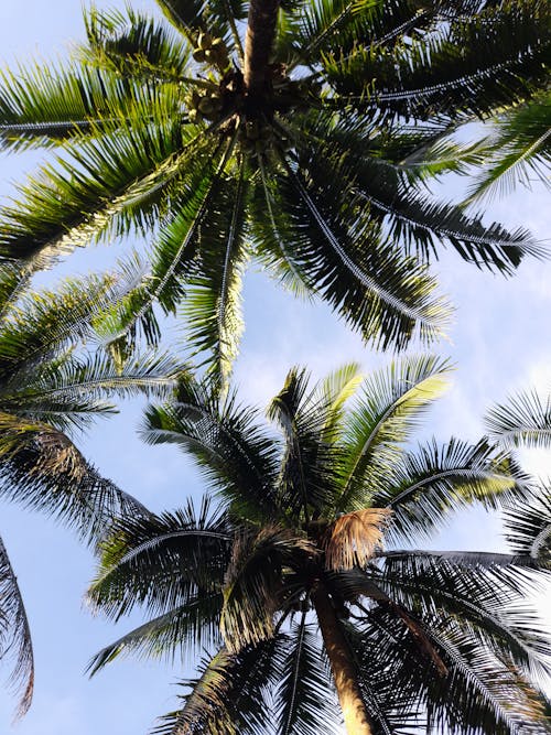 Darmowe zdjęcie z galerii z błękitne niebo, drzewa kokosowe, kokosy