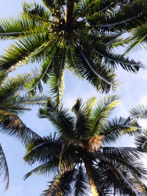Free Low angle view of coconut palm trees with clear blue sky in a tropical setting. Stock Photo