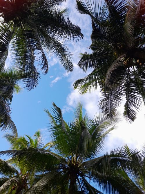 Free Capture of tall coconut trees set against a vibrant blue sky with white clouds, viewed from below. Stock Photo