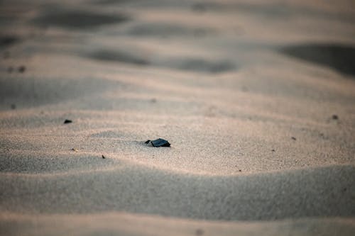 Fotobanka s bezplatnými fotkami na tému arídny, duny, hĺbka ostrosti