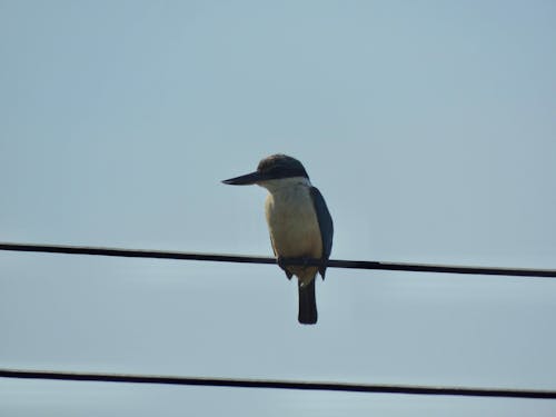 Kingfisher On A Line