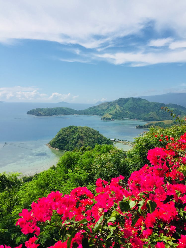 Pink Flowers Growing On Hill Overlooking Ocean