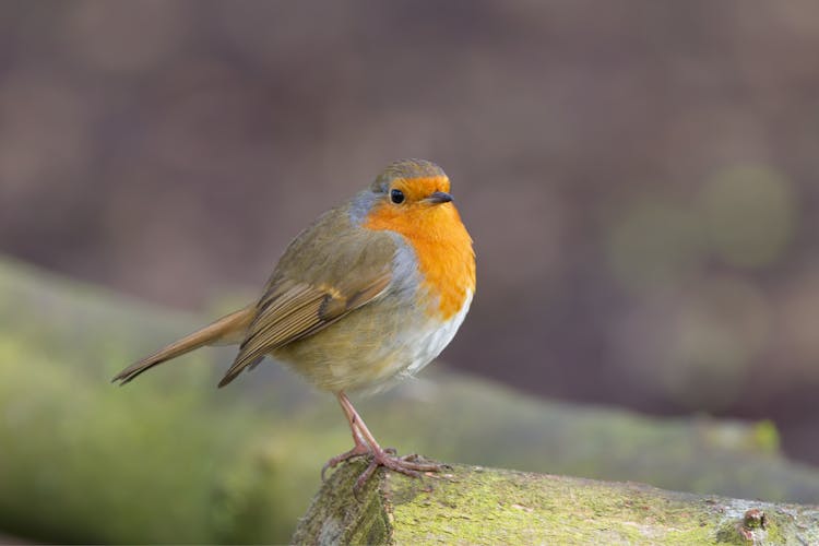 Close-Up Shot Of European Robin