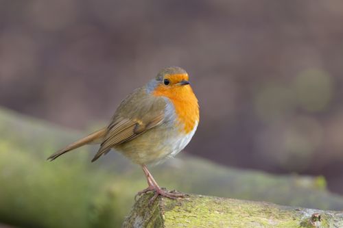 Free Close-up of a European Robin perched on a mossy log with a blurred background. Stock Photo