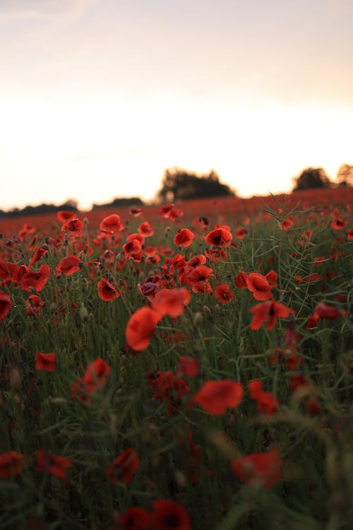 Abundance of Poppies Blooming in Countryside