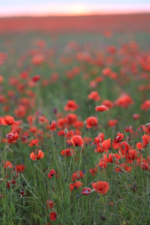 Gratis arkivbilde med blomstereng, blomstre, dybdeskarphet