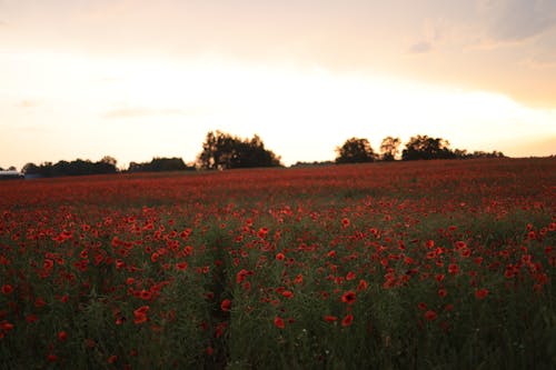 Photos gratuites de arrière-plan flou, aube, champ de coquelicot