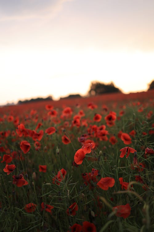Free Field of Red Poppies Stock Photo