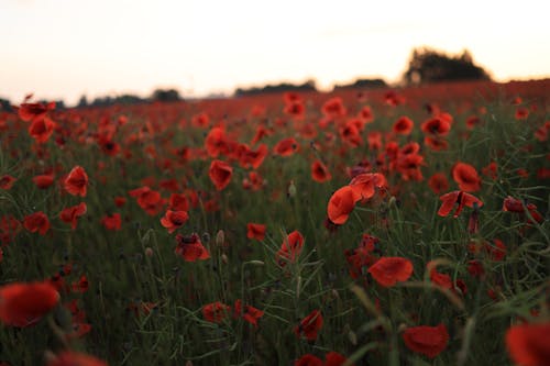 Gratis stockfoto met bloeien, bloem fotografie, bloesem