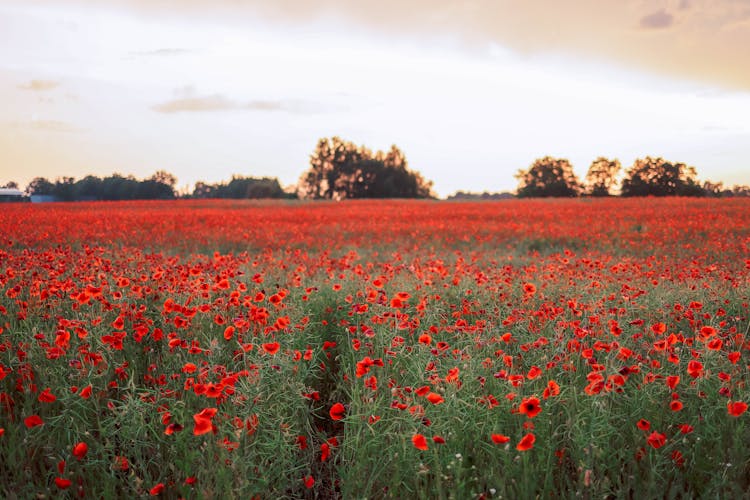 Field Of Red Poppies