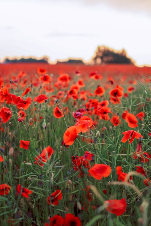 Photo of Plants with Red Flowers