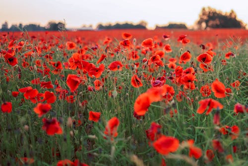 Field with Flowering Pants