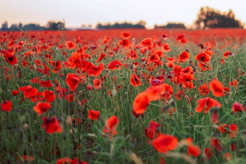 Free Beautiful close-up of red poppies in full bloom during springtime in a vast field landscape. Stock Photo