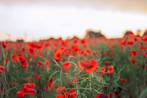 Poppy Flowers in Close Up Photography