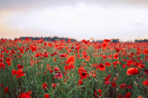 Red Flower Field Under Cloudy Sky