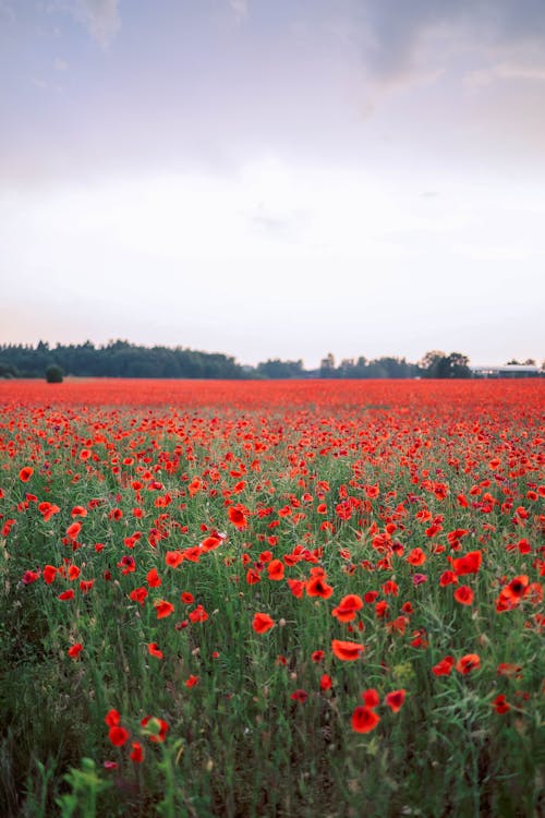 Bezpłatne Darmowe zdjęcie z galerii z błękitne niebo, czerwone kwiaty, flora Zdjęcie z galerii