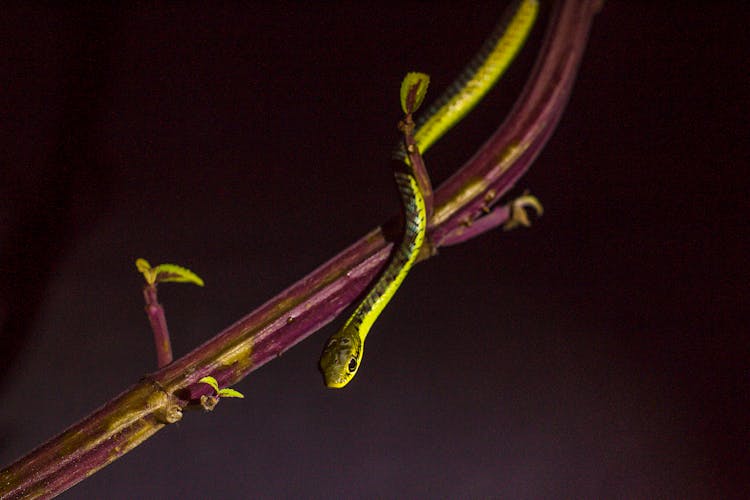 Snake On Branch