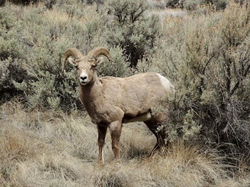 бесплатная Бесплатное стоковое фото с животное, млекопитающее, овца Стоковое фото