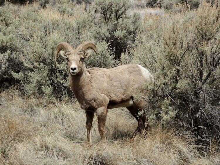 Sierra Nevada Bighorn Sheep