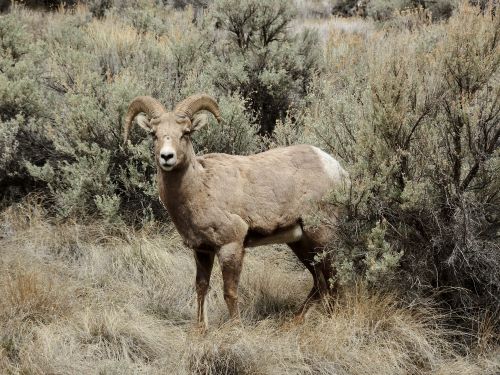 Free Wild Sierra Nevada Bighorn Sheep standing in natural landscape, showcasing its majestic horns. Stock Photo