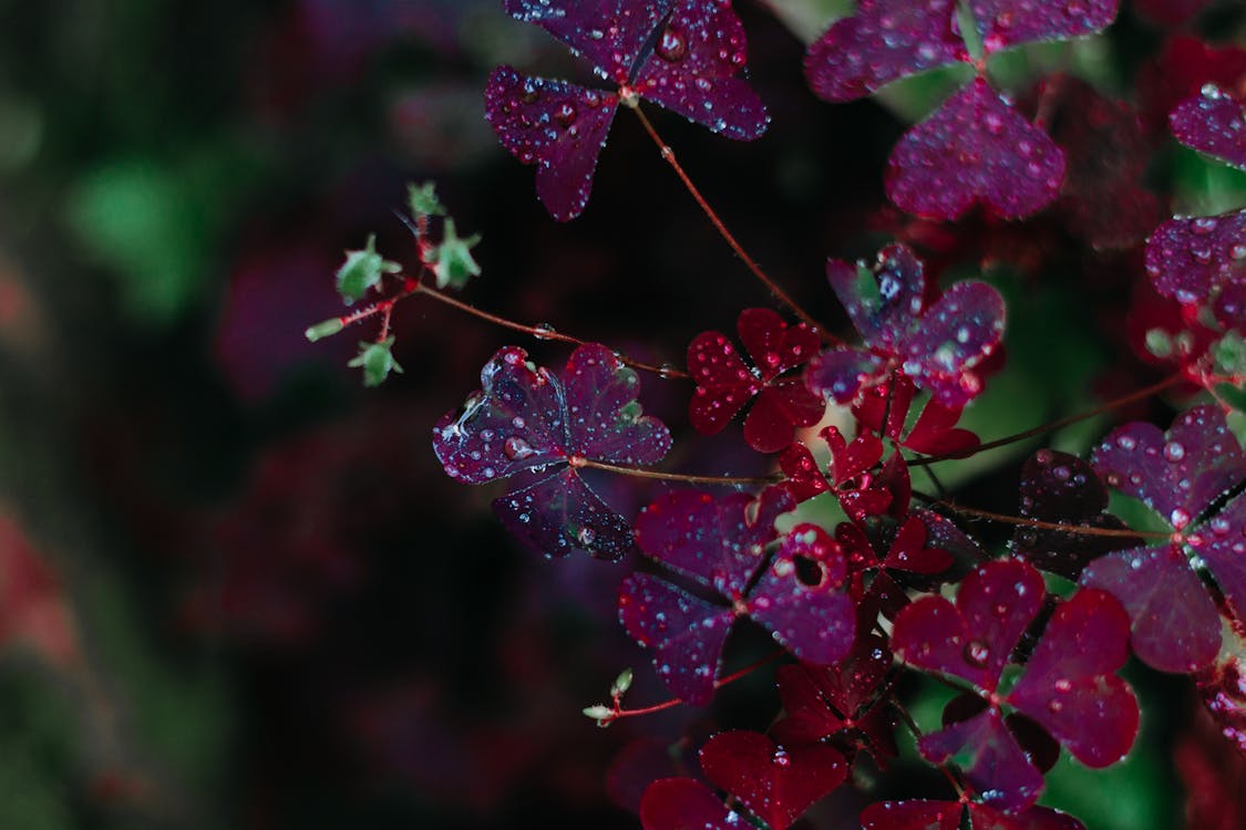 Closeup Photo of Maroon Petaled Flowers