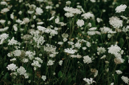 Canteiro De Flores De Pétalas Brancas