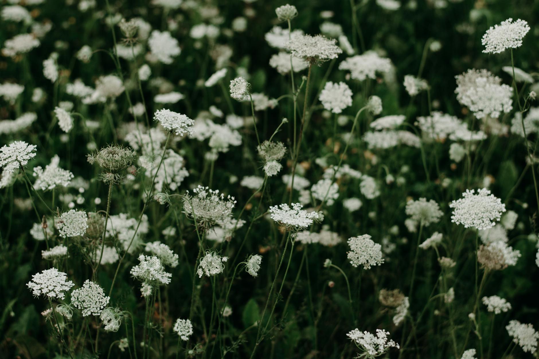 Bed of White Petaled Flowers · Free Stock Photo