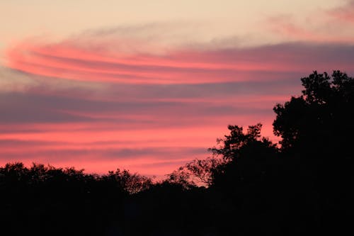 Silhouette of Trees during Sunset