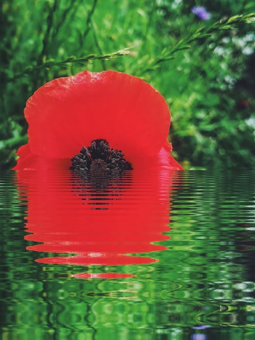 Red Flower Floating on Water